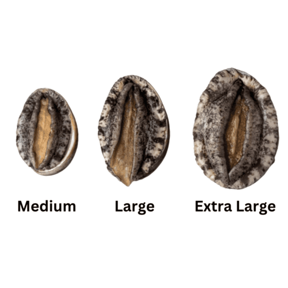 four different types of abalone sizes